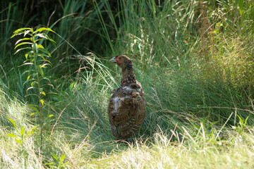 A domestic pheasant explores the wilderness