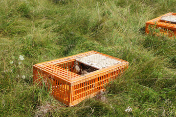 Pheasants hiding in a shipping crate