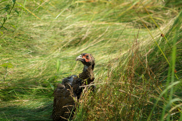 A domestic pheasant is exploring the wilderness