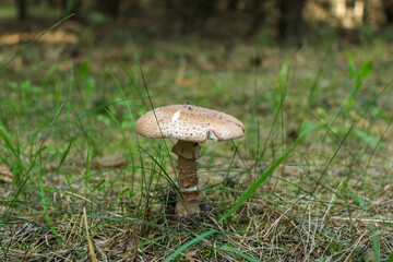 Forest mushroom in the grass, seen from afar