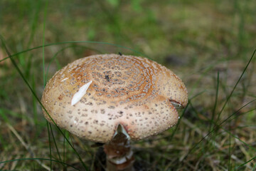 Forest mushroom in the grass, top view