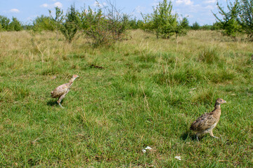 Two young pheasants in the wild for the first time.