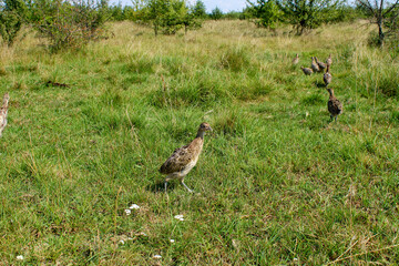 A young pheasant for the first time in the wild.