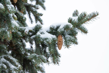 Blue spruce with cones, Picea pungens, branches covered with snow.