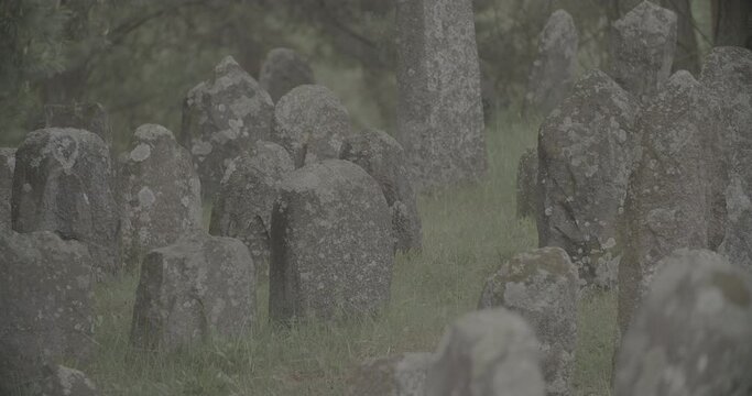 Old ancient Jewish cemetery in summer spring day. Druya, Belarus. green grass and many ancient stones. Headstone Headstones Tombstones jewish grave, clog2, clog, canon c70 c log 2.