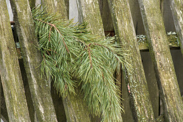 Naklejka premium A branch of a pine tree on an old wooden fence