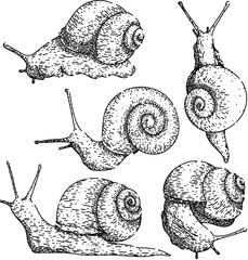 snail set hand drawn. object slug, slow insect, plant invertebrate snail vector sketch. isolated black illustration