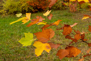 Autumn multicolored maple leaves on a tree branch. Selective focus.