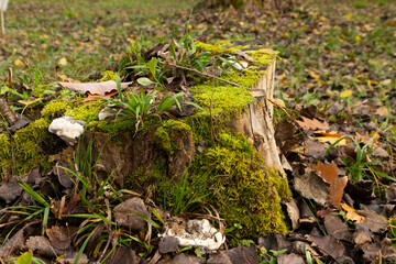 The old tree stump is overgrown with moss. Autumn leaves around, no people.