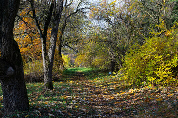 Beautiful wild autumn forest with colorful foliage and bare trees, sunbeams.