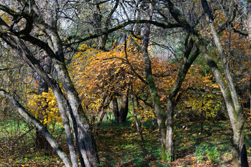 Beautiful wild autumn forest with colorful foliage and bare trees, sunbeams.