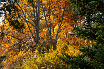 Golden autumn scenery with a nice tree, falling leaves, clear blue sky and the sun shining warmly
