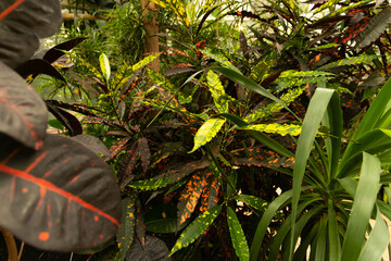 Red-green leaves of a rubber plant ficus. Ficus is elastic. Selective focus.