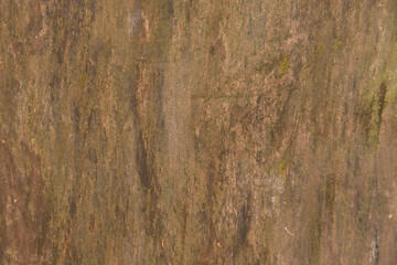 Old rough, natural, textured oak wood plank, close-up.