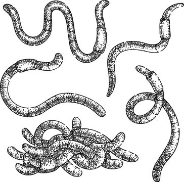 worm set hand drawn. simple vector, earth pink, compost garden worm vector sketch. isolated black illustration