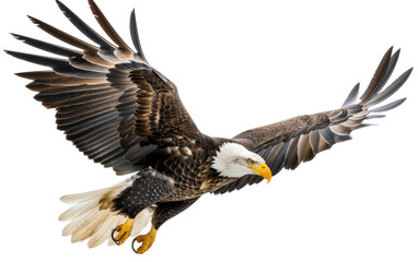 the Majesty of the Bald Eagle On Transparent Background.