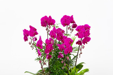 phaelenopsis, flower of orchid