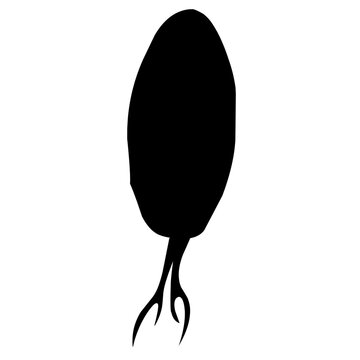 recommend clip art: Sillhouette Copepod Microorganisms