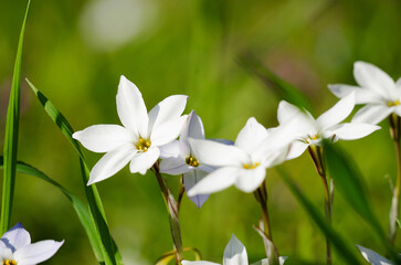 ハナニラ（イフェイオン）
