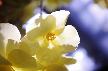 ベゴニアの花