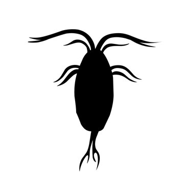 recommend clip art: Sillhouette Copepod Microorganisms