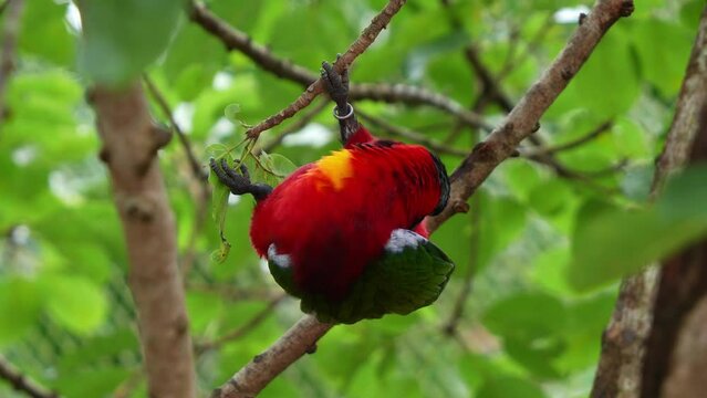 Yellow-bibbed Lory, lorius chlorocercus, hanging on tree branch, preening and grooming its feathers, this vulnerable species faces threats from habitat loss caused by logging activities, close up shot