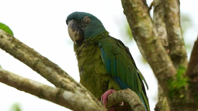 Wild blue-headed macaw, primolius couloni perched and resting on the branch, dozing off on the tree during the day, with its eyes slowly closing, close up shot of a vulnerable parrot bird species.
