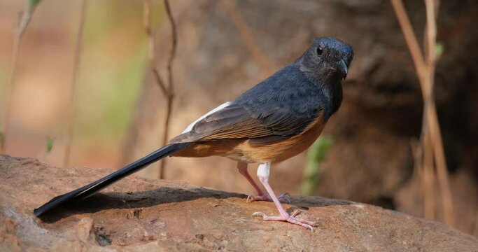 Seen on a big rock facing to the right looking towards the camera, White-rumped Shama Copsychus malabaricus Percher, Thailand