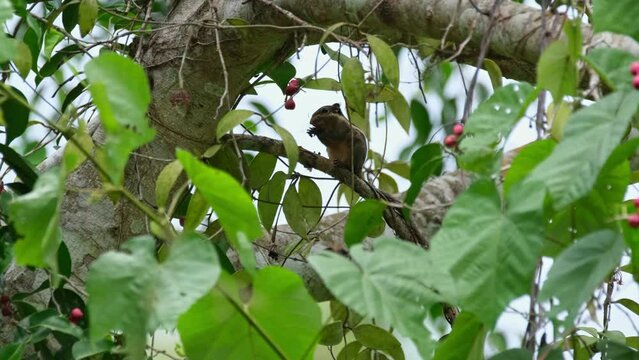 Camera zooms out as this little mammal is seen eating fruits, Burmese Striped Squirrel Tamiops mcclellandii, Thailand