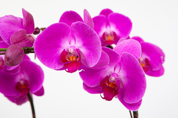 Fototapeta na wymiar phaelenopsis, flower of orchid