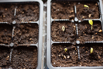 Cucumber seedlings in a container. Fresh seedlings of varietal cucumbers