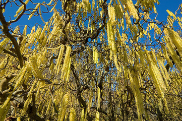Close up von unten in das Gewirr der Baumkrone einer Gemeinen Haselnuss mit harabhängenden, gelben, männlichen Blütenkätzchen