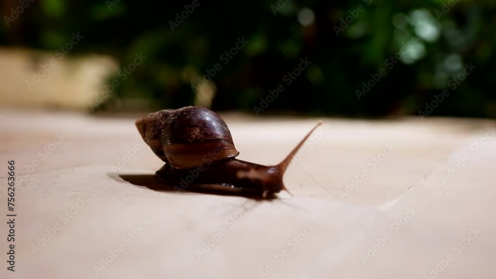 Poster antenna sensory organs of large brown snail navigating it’s way forward