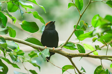 A Blue backed Manakin sitting on a branch - 756264283