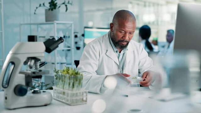 Science, laboratory and black man with plants, computer for research and typing report for medical engineering. Biotech, botany and leaves, scientist or lab technician with online review for study.