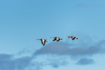 Greylag goose in flight on a sunny day in winter