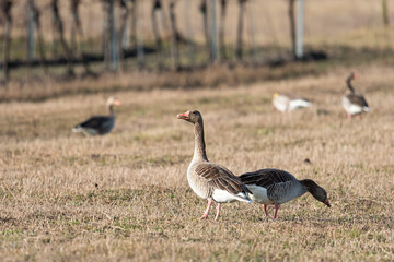 Two greylag geese on a field in winter - 756264436