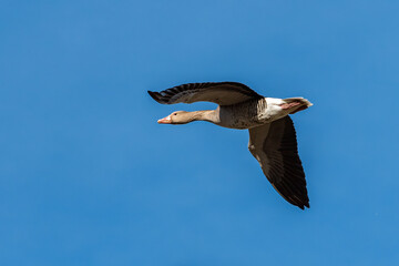 Greylag goose in flight on a sunny day in winter - 756264473