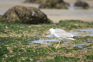 A Yellow legged gull standing on a beach - 756264842
