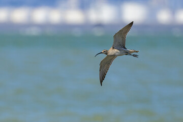 A Whimbrel in flight on a sunny day - 756264873