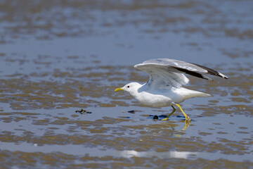 A Mew gull on a beach on a sunny day - 756265027