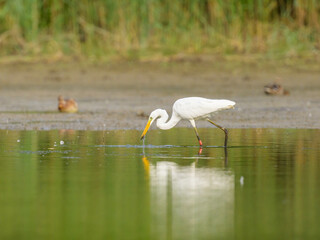 A Great Egret standing in a pond - 756265217