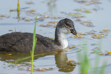 An young Eurasian Coot swimming in a pond - 756265407