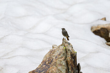 A Black Redstart sitting on a rock - 756265452