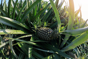 Pineapple growing on sunset mountain top