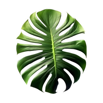 Tropical leaf on the transparent background