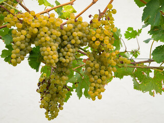 Ripe grapes hanging in a winery in autumn - 756265668