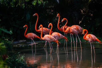 Obraz premium A group of flamingos are standing together in a field