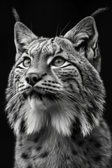 closeup black and white portrait of a beautiful wild lynx cat