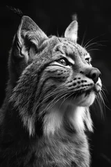 Gordijnen closeup black and white portrait of a beautiful wild lynx cat © Salander Studio